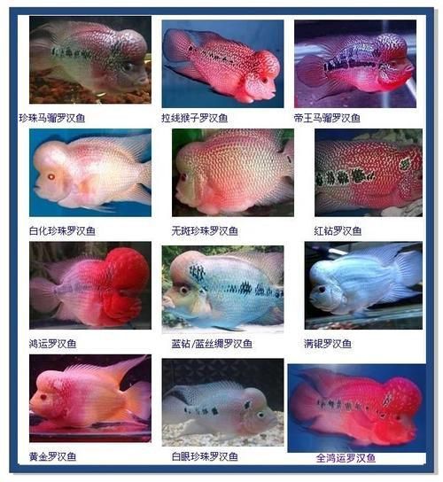 羅漢魚品種大全圖片