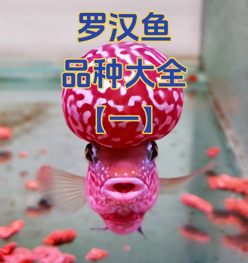 羅漢魚品種大全圖片