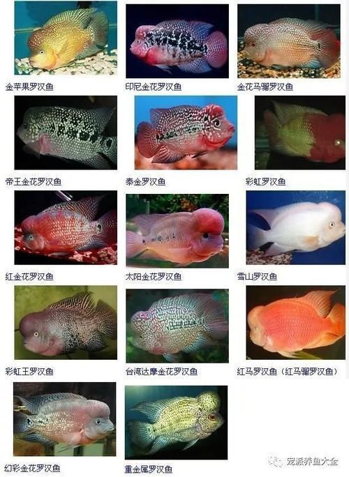 羅漢魚品種大全圖片