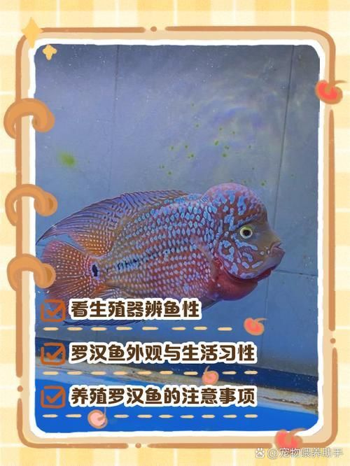 羅漢魚品種大全圖片