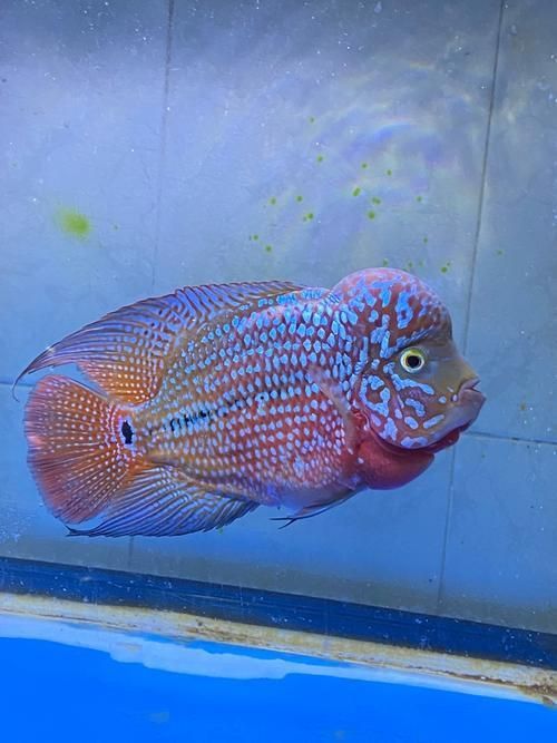 羅漢魚品種大全圖片