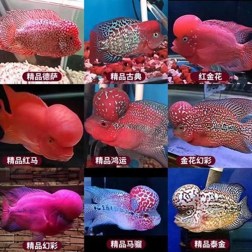 羅漢魚品種大全圖片