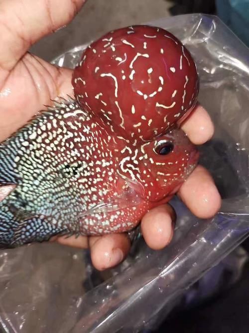 羅漢魚品種大全圖片