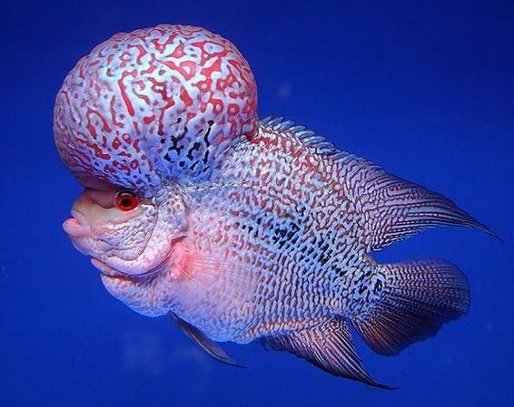 羅漢魚品種大全圖片