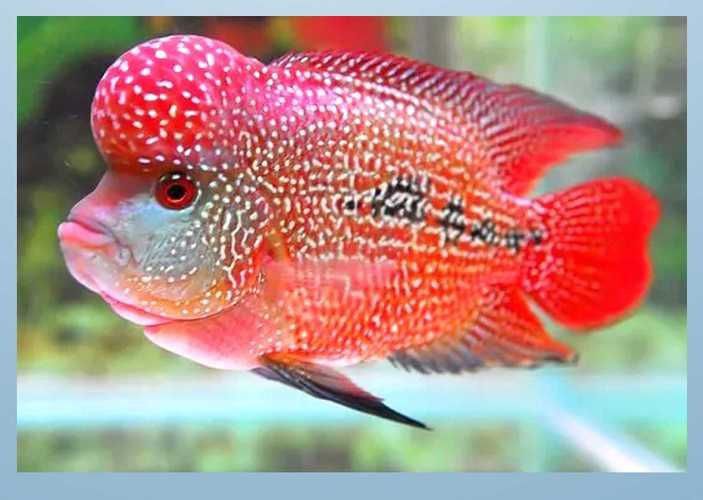 羅漢魚品種大全圖片