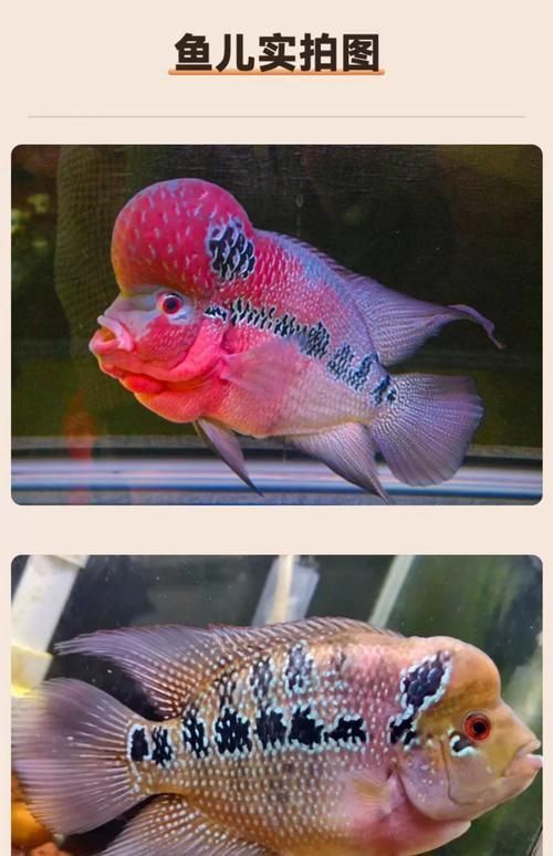 羅漢魚品種大全圖片