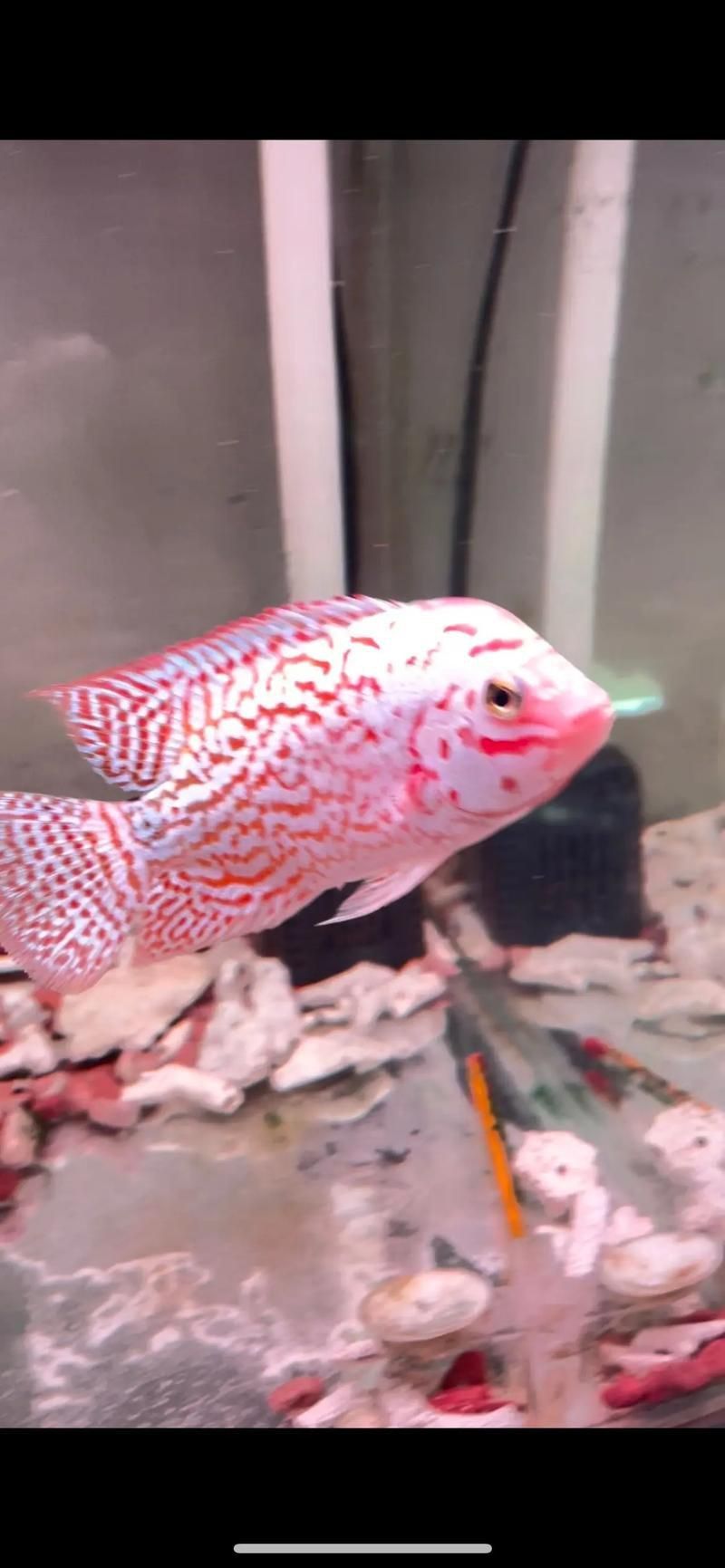 羅漢魚品種大全圖片