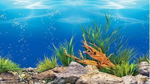 金龍魚缸背景紙什么顏色好：金龍魚缸背景紙什么顏色好金龍魚缸背景紙什么顏色好