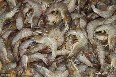 龍魚肉質如何：龍魚常被用來制作涼拌龍魚等美食，清爽美食