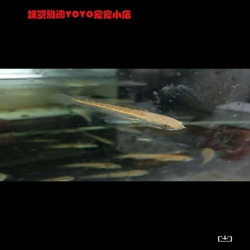 黑魔雷龍魚圖片欣賞 黑魔雷龍魚圖片欣賞 龍魚百科 第10張