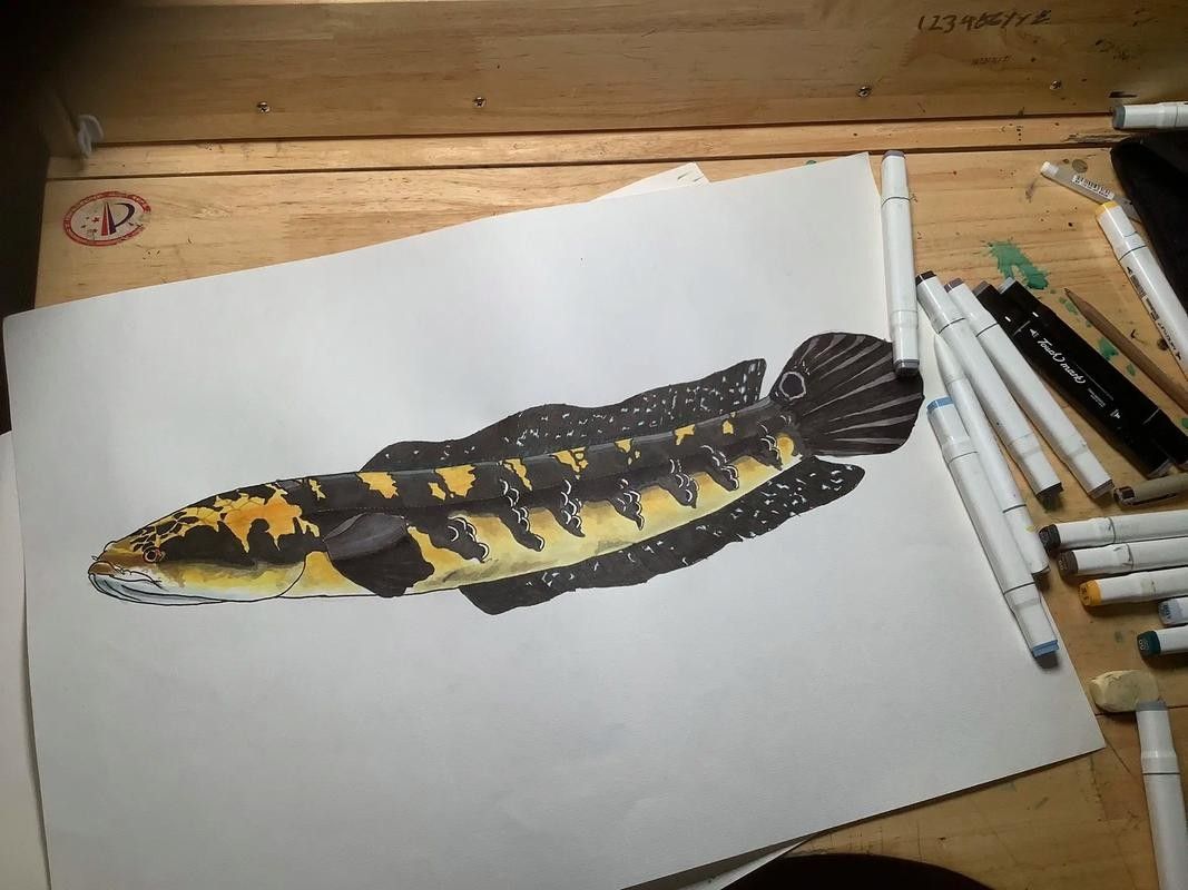 黑魔雷龍魚圖片欣賞 黑魔雷龍魚圖片欣賞 龍魚百科 第3張