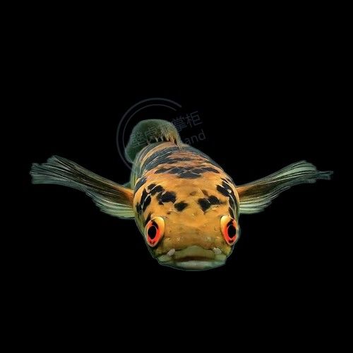 黑魔雷龍魚圖片欣賞 黑魔雷龍魚圖片欣賞 龍魚百科 第7張