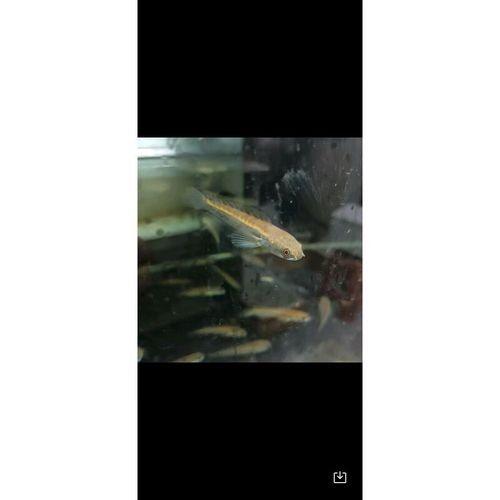 黑魔雷龍魚圖片欣賞 黑魔雷龍魚圖片欣賞 龍魚百科 第11張
