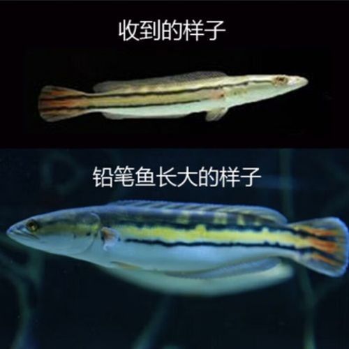 黑魔雷龍魚圖片欣賞 黑魔雷龍魚圖片欣賞 龍魚百科 第23張