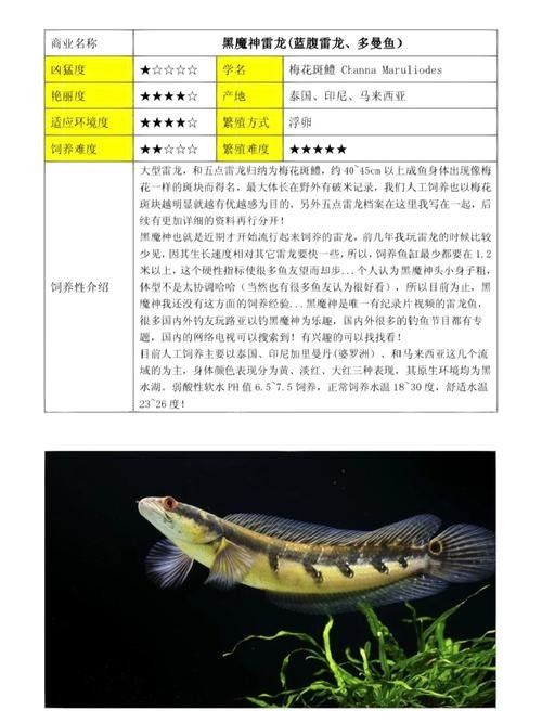 黑魔雷龍魚圖片欣賞 黑魔雷龍魚圖片欣賞 龍魚百科 第15張