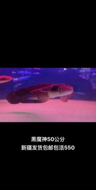 黑魔雷龍魚圖片欣賞 黑魔雷龍魚圖片欣賞 龍魚百科 第17張