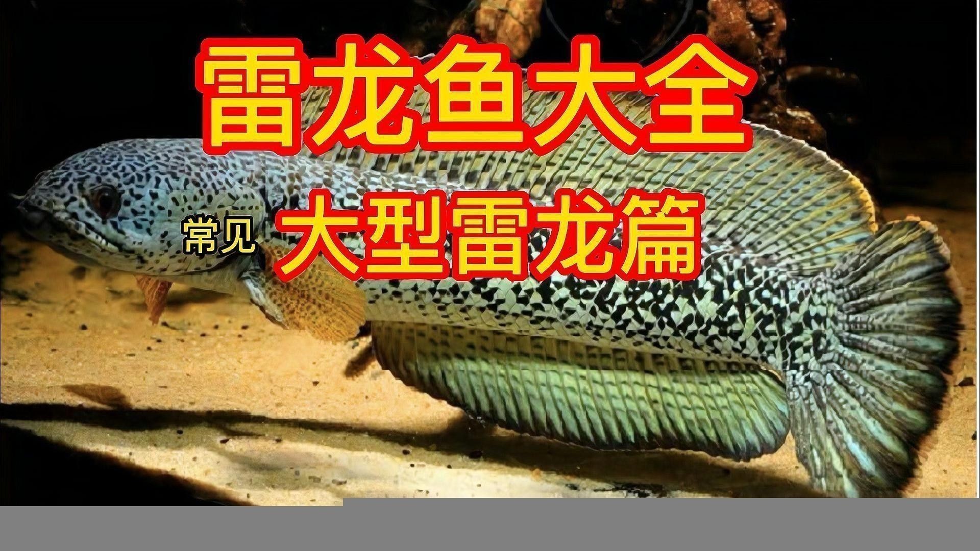 黑魔雷龍魚圖片欣賞 黑魔雷龍魚圖片欣賞 龍魚百科 第26張