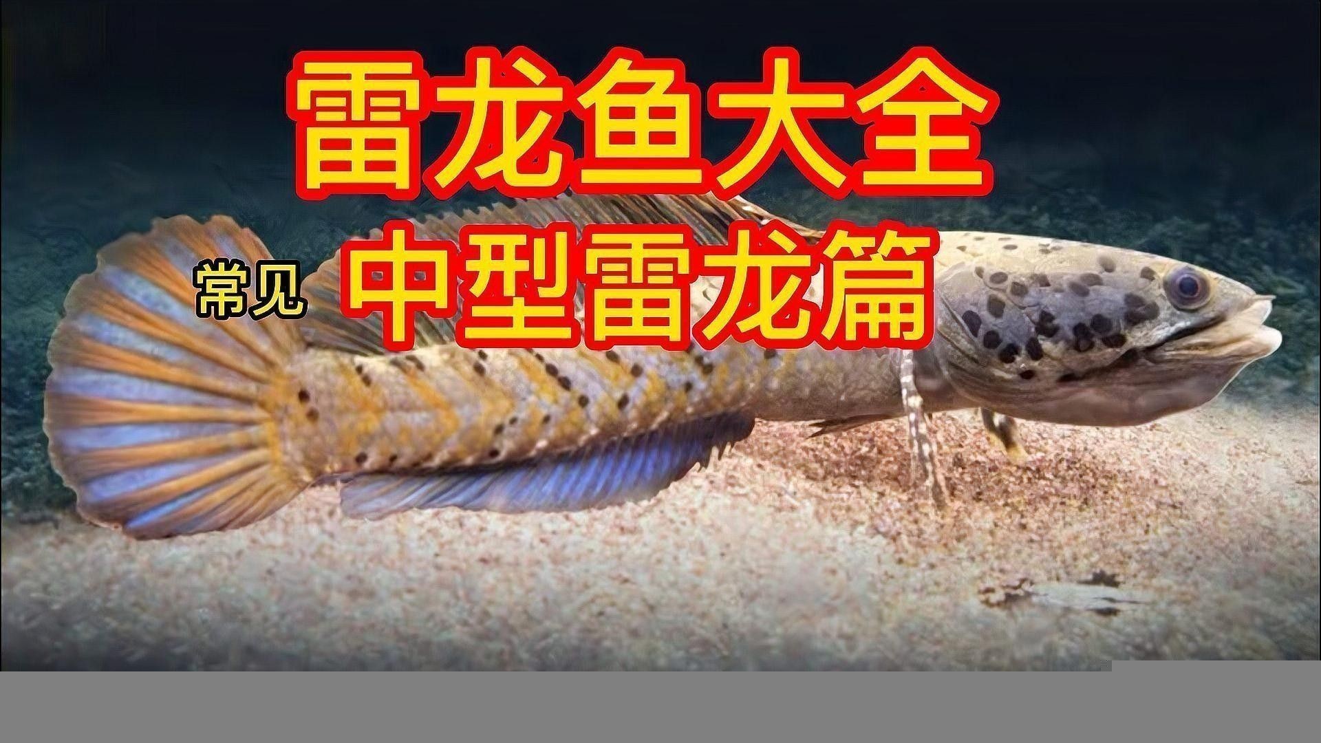 黑魔雷龍魚圖片欣賞 黑魔雷龍魚圖片欣賞 龍魚百科 第28張