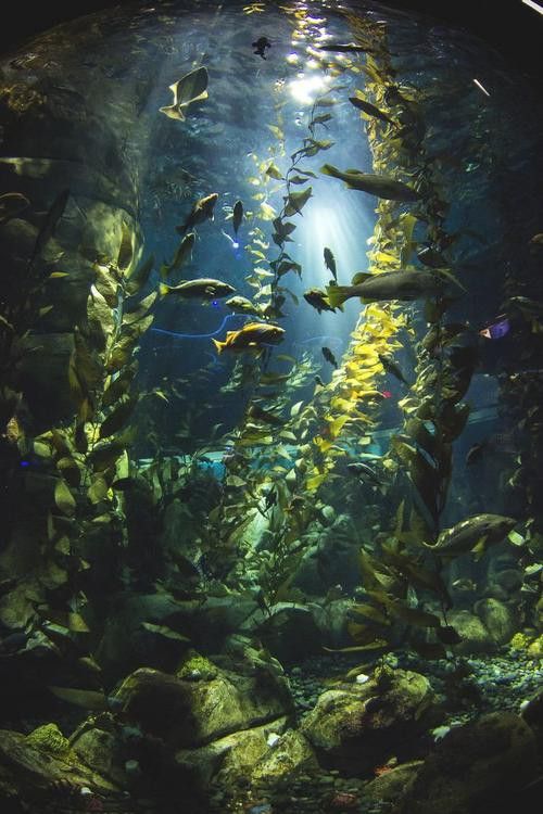 珠海魚缸 龍魚世家水族館好口碑