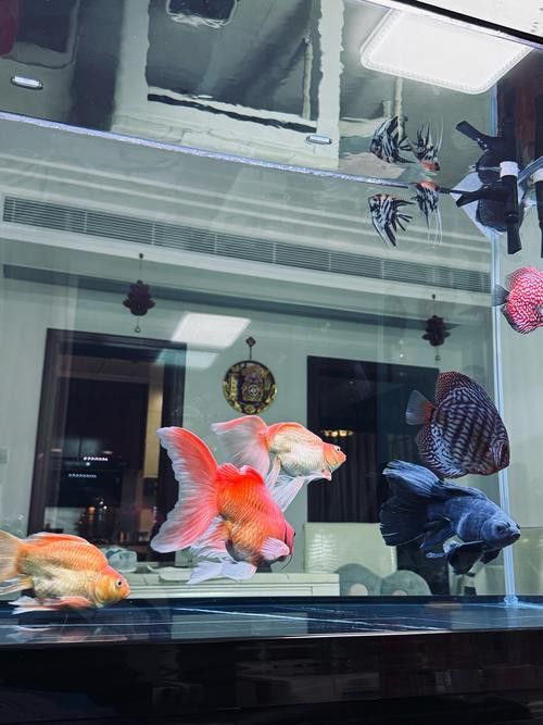 珠海魚缸 龍魚世家水族館好口碑