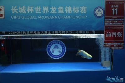 長城杯世界龍魚錦標賽：2024年“長城杯”世界龍魚錦標賽的賽事贊助招商活動