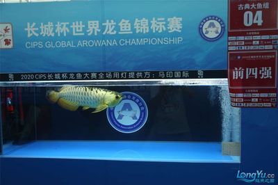 長城杯世界龍魚錦標賽：2024年“長城杯”世界龍魚錦標賽的賽事贊助招商活動