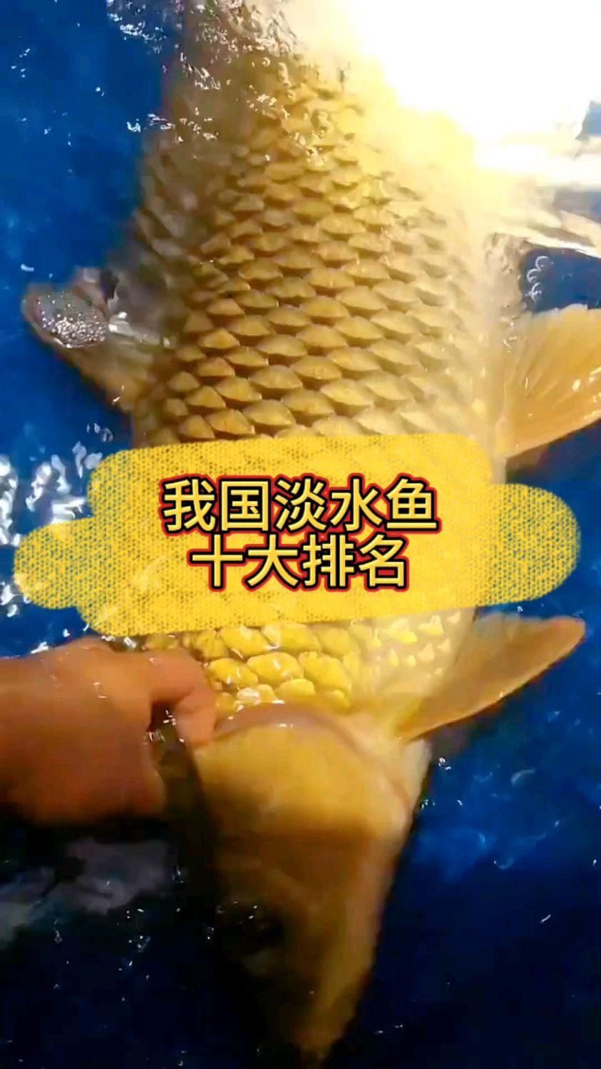 中國最貴的八種魚