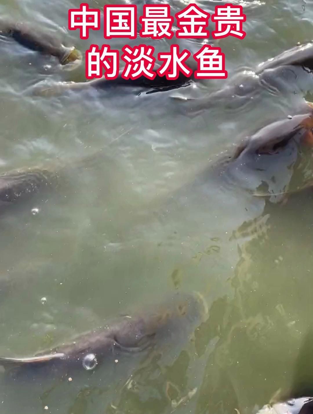 中國最貴的八種魚