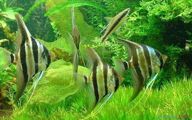 龍魚爛鰓是什么原因：龍魚爛鰓是一種常見病癥，可能是多種因素引起的，了解原因