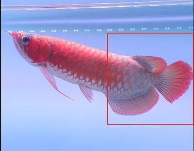 龍魚身上有小白點怎么回事兒啊：如何處理龍魚身上小白點