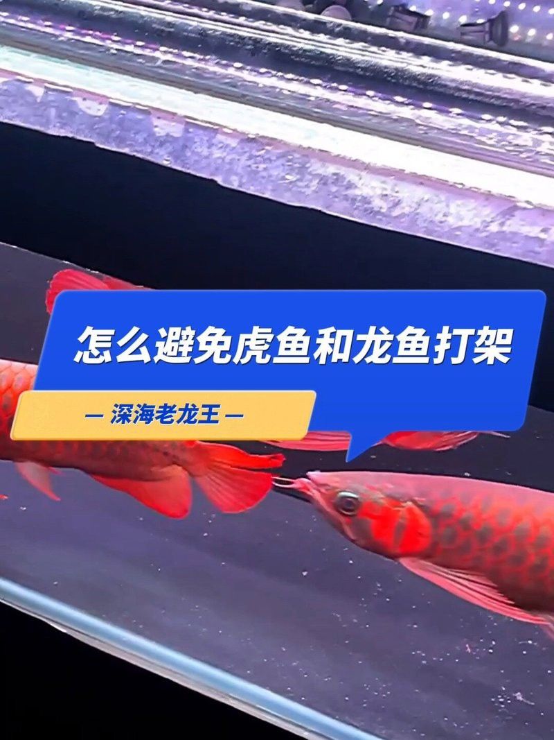 紅龍魚和虎魚混養視頻大全播放