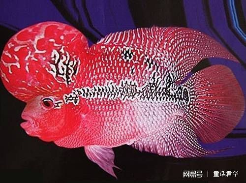 羅漢魚智商相當于幾歲