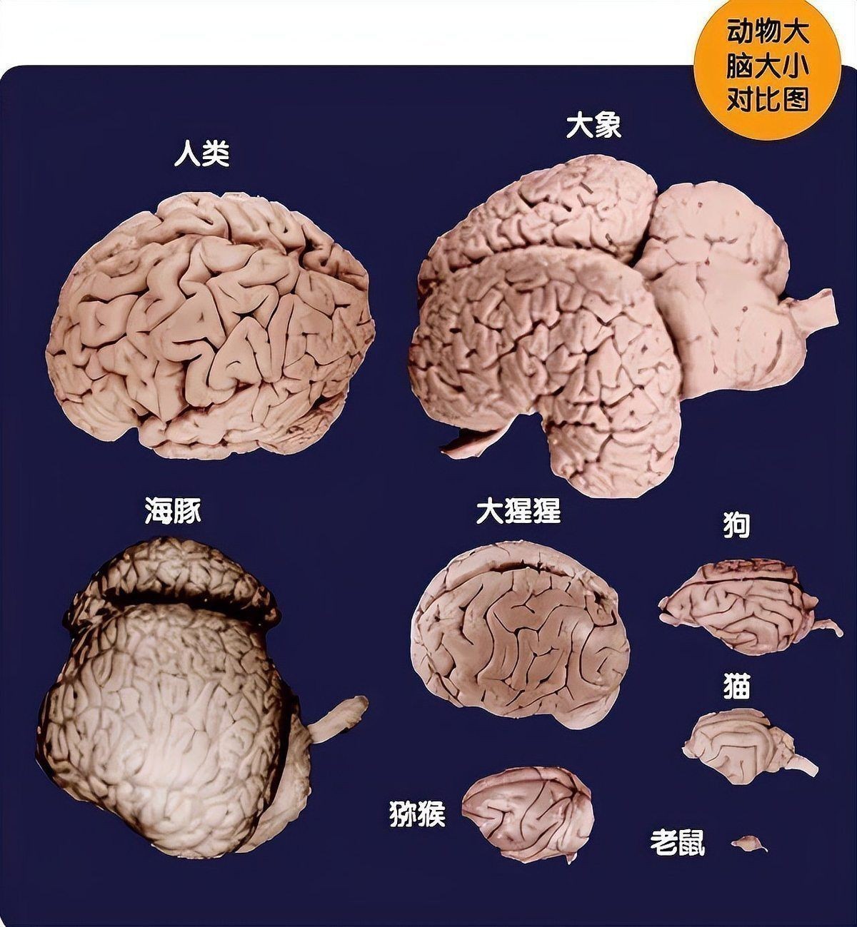 羅漢魚智商相當于幾歲