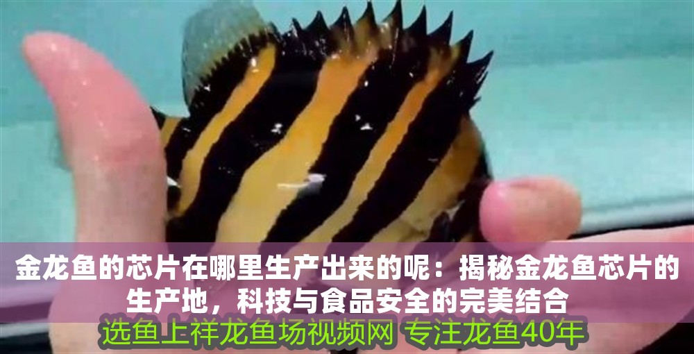 金龍魚的芯片在哪里生產出來的呢：揭秘金龍魚芯片的生產地，科技與食品安全的完美結合 金龍魚的芯片在哪里生產出來的呢：揭秘金龍魚芯片的生產地，科技與食品安全的完美結合 龍魚百科 第1張