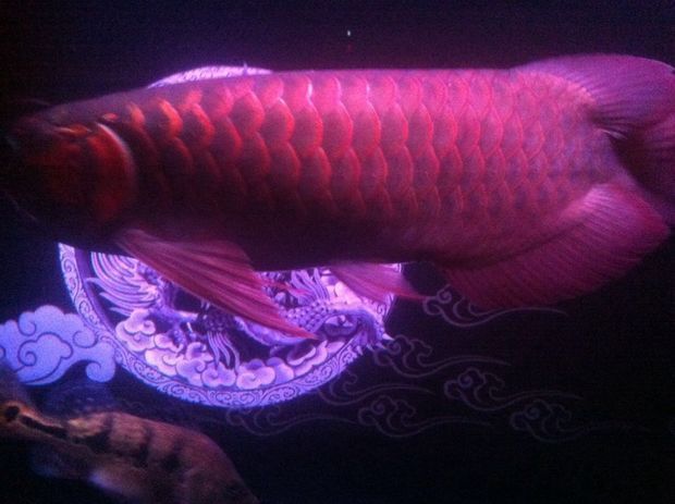 龍魚之城（世界龍魚錦標賽一條龍魚108萬元高價售出，引發網友熱議）