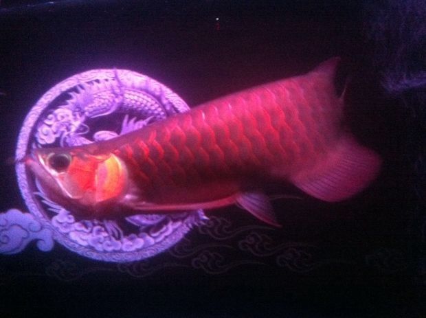 龍魚之城（世界龍魚錦標賽一條龍魚108萬元高價售出，引發網友熱議）