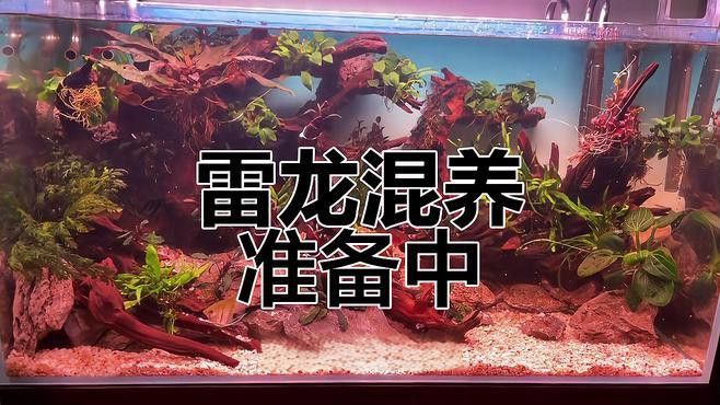 七彩雷龍魚混養(yǎng)怎么樣