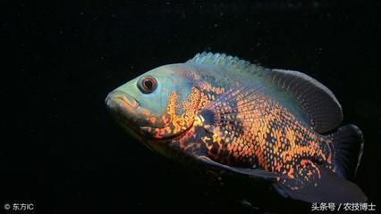 地圖魚人工養殖技術解析，地圖魚的人工養殖技術 地圖魚人工養殖技術解析，地圖魚的人工養殖技術 龍魚百科 第1張
