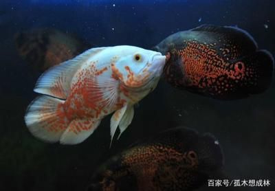 地圖魚人工養殖技術解析，地圖魚的人工養殖技術 地圖魚人工養殖技術解析，地圖魚的人工養殖技術 龍魚百科 第2張