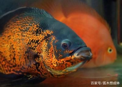 地圖魚人工養殖技術解析，地圖魚的人工養殖技術 地圖魚人工養殖技術解析，地圖魚的人工養殖技術 龍魚百科 第4張