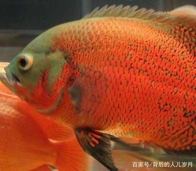 地圖魚人工養殖技術解析，地圖魚的人工養殖技術 地圖魚人工養殖技術解析，地圖魚的人工養殖技術 龍魚百科 第5張