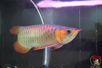 沉頭龍魚能買嗎：沉頭龍魚能買嗎沉頭龍魚能買嗎沉頭龍魚能買嗎