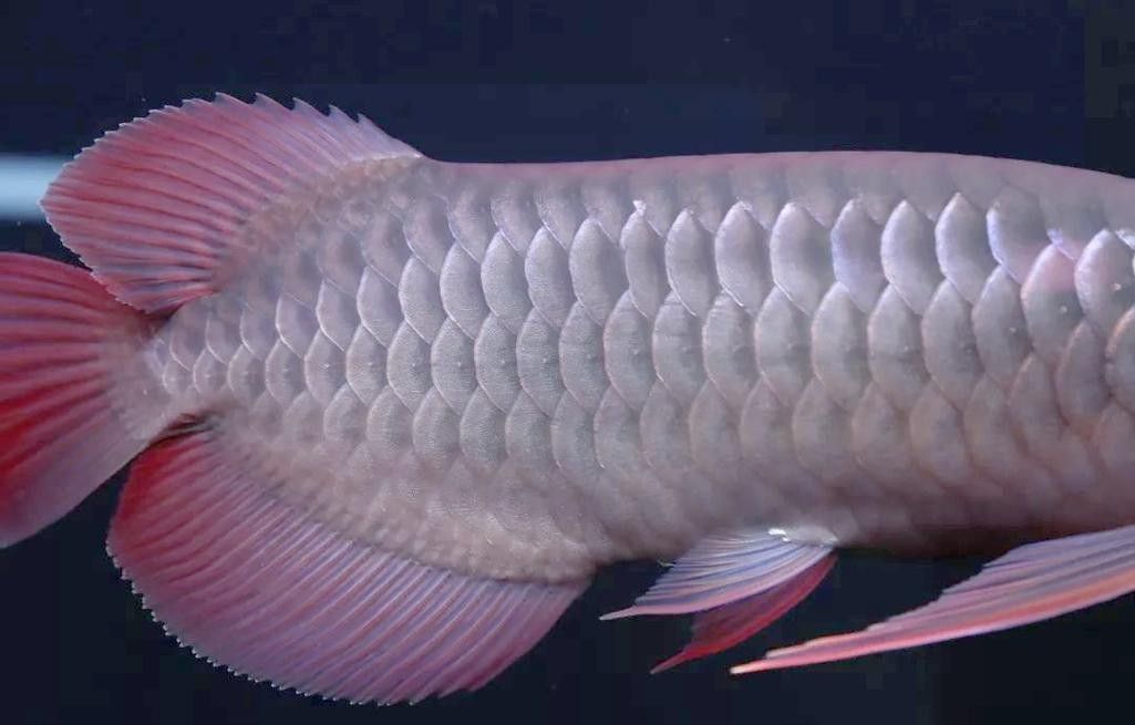 龍魚疾病圖解大全