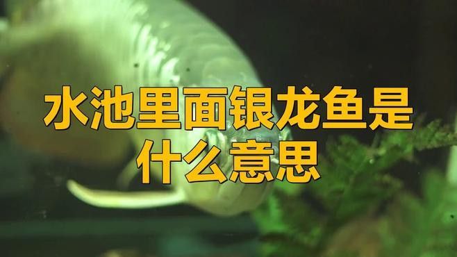銀龍魚為什么好