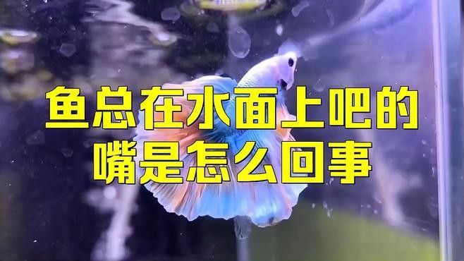 龍魚在水面張嘴呼吸怎么回事
