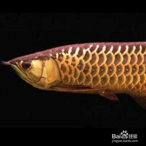 金龍魚 食物：金龍魚的食物來源之一是小魚小蝦，喂食時應注意這幾點