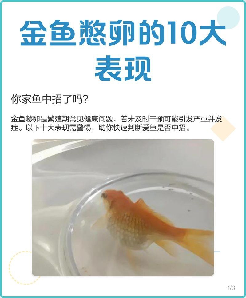 如何判斷金頭金龍魚(yú)是否進(jìn)入繁殖期？ 如何判斷金頭金龍魚(yú)是否進(jìn)入繁殖期？ 龍魚(yú)百科 第3張