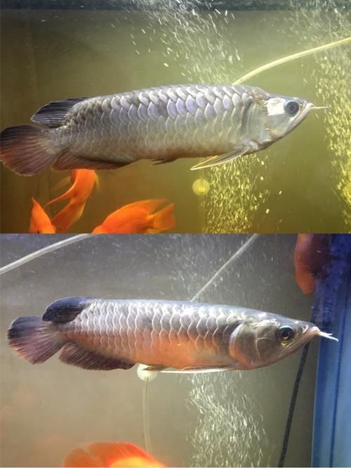龍魚松鱗圖片