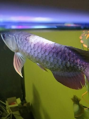 龍魚(yú)松鱗圖片