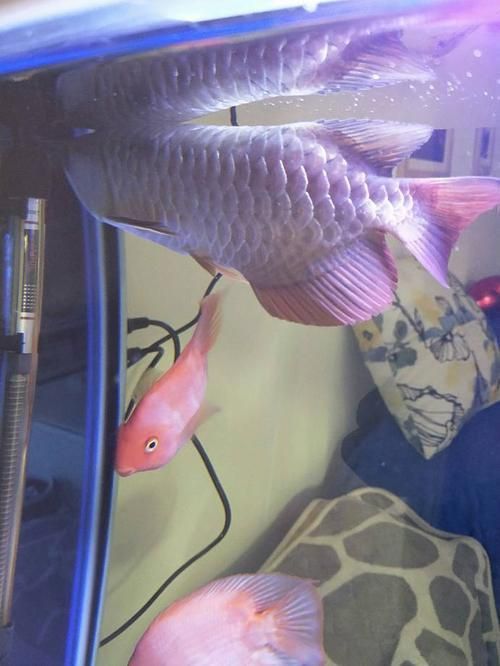 龍魚(yú)松鱗圖片